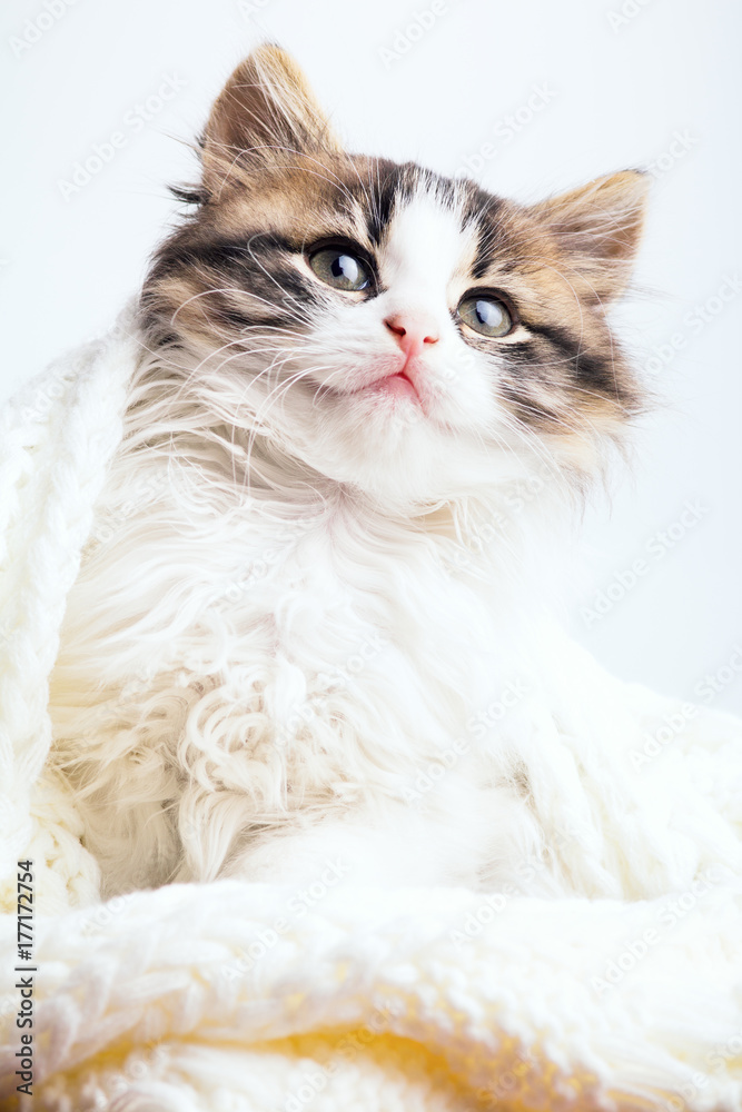 portrait of a small kitten in a white knitted plaid
