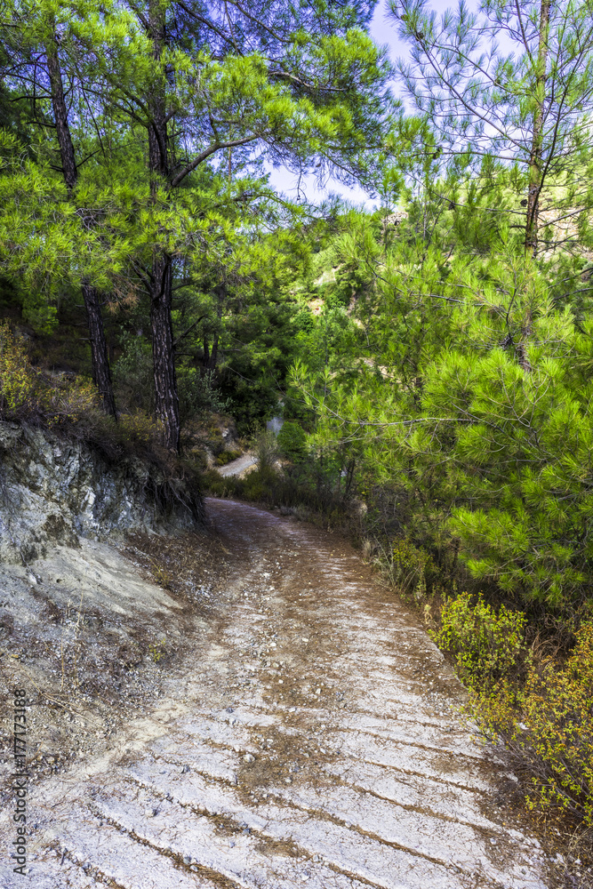 The mountain road goes through a pine forest The mountain road goes through a pine forest