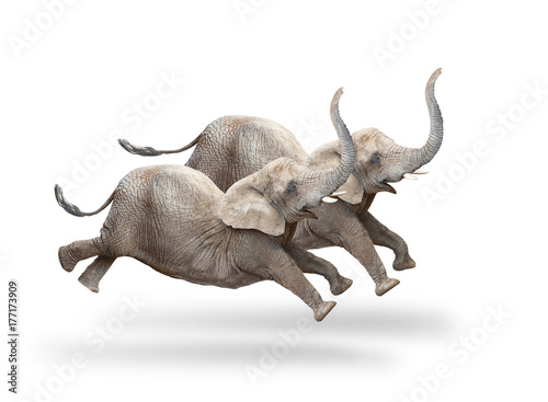 Two African elephants - Loxodonta africana running and jumping.  Animals isolated on white background.