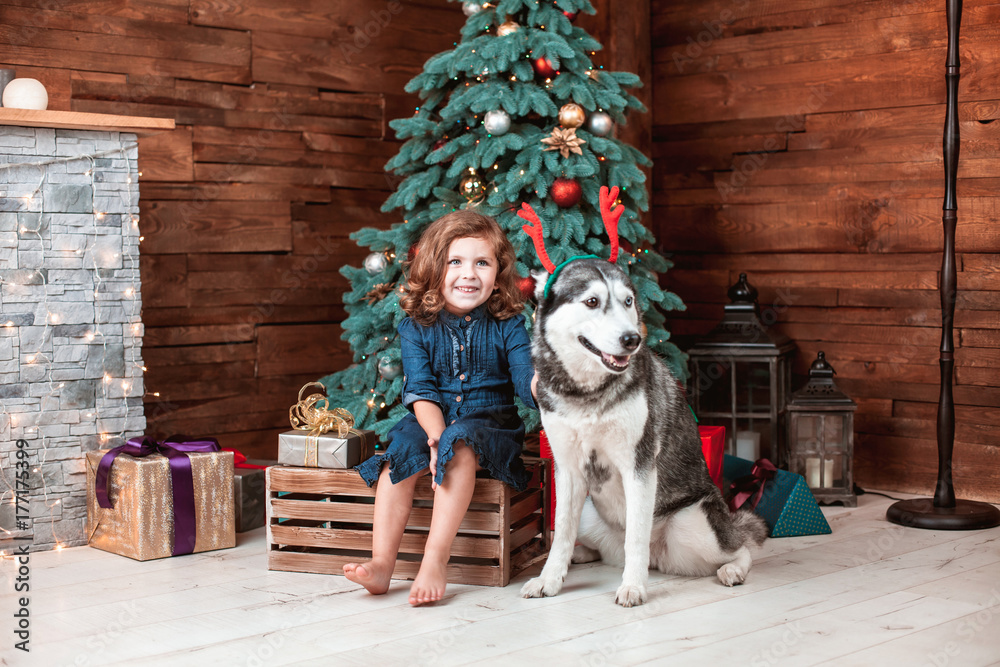 Beautiful child girl play with the dog of breed Husky in New Year interior with Christmas tree and fireplace