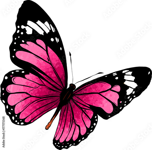 farfalla