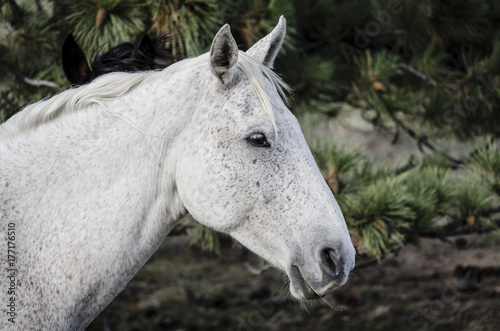 White Wild Horse. South Dakota