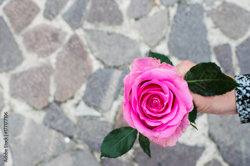 pink rose in hand on the stone background
