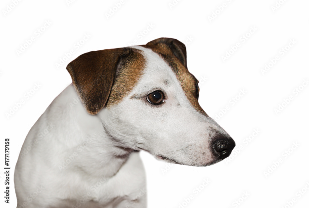 Jack Russell on an isolated white background Jack Russell on an isolated white background