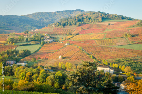 The red vineyard © Alec