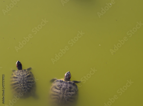 Canvas-taulu two water turtles in green polluted water