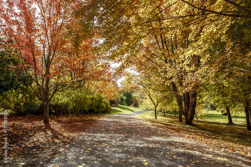 Obraz premium Path in autumn in Moscow, Idaho.