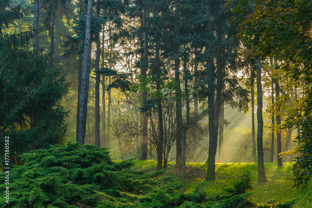 Sunrise in forest Sunrise in forest