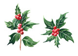 holly branch with berries, watercolor botanical illustration, Christmas holly hand drawn floral element.  Illustration for Christmas and new year greeting cards, invitations, print