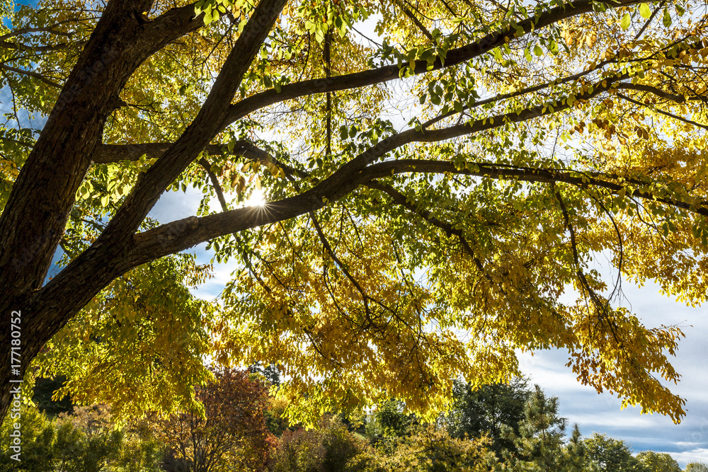 Fototapeta premium Looking up into the trees.