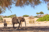 Elefantenfamilie (Loxodonta africana) und Springböcke (Antidorcas) im Hoanib Trockenfluss
