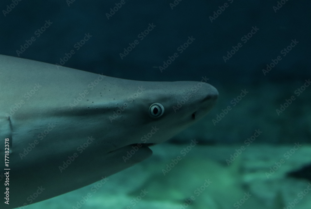 Naklejka premium Squalo acquario di genova
