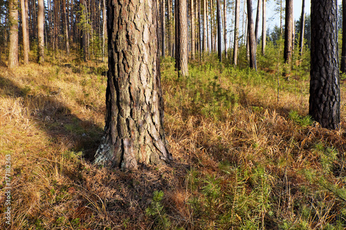 Large old pine in an autumn