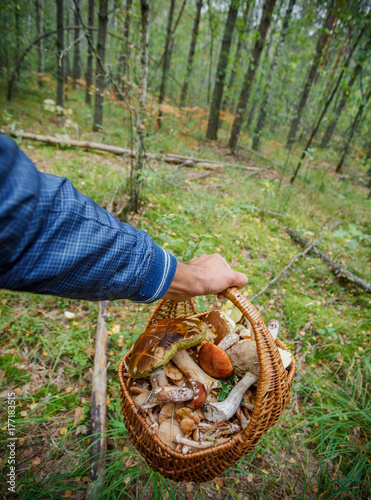 Basket full of various kinds of mushrooms in a forest