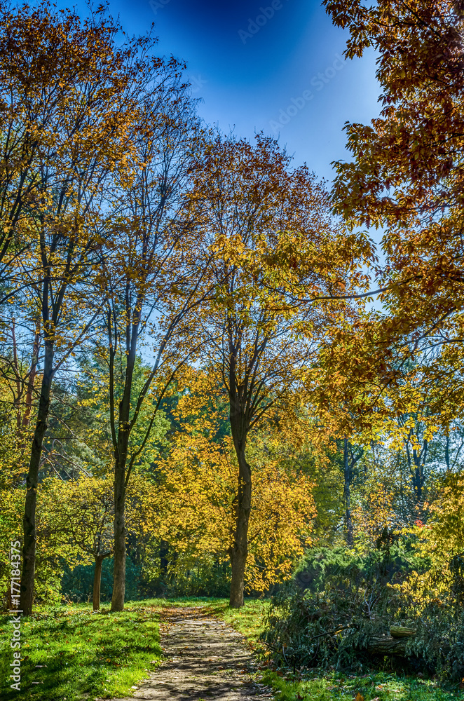 Autumn falling in the Lviv city park in Ukraine