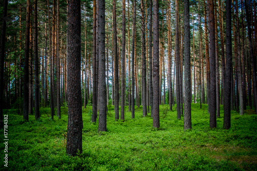 Summer. A pine forest. A lot of trees. 