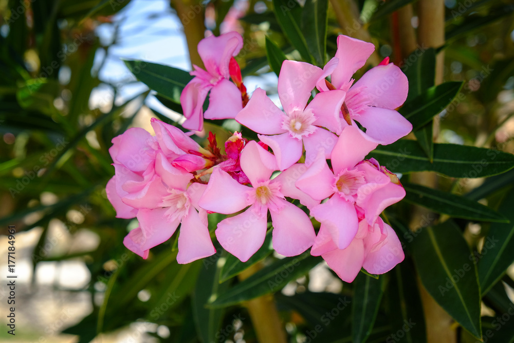 Fototapeta premium Beautiful shrub with blooming flowers, closeup