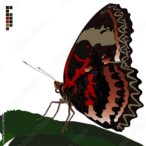 Schmetterling auf einem Blatt