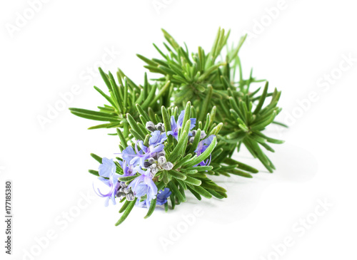 Blossoming rosemary plant branch isolated on white background