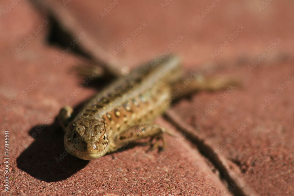 Lizard Lizard