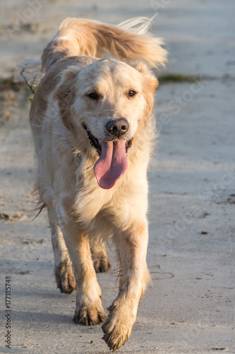 Golden retrievers