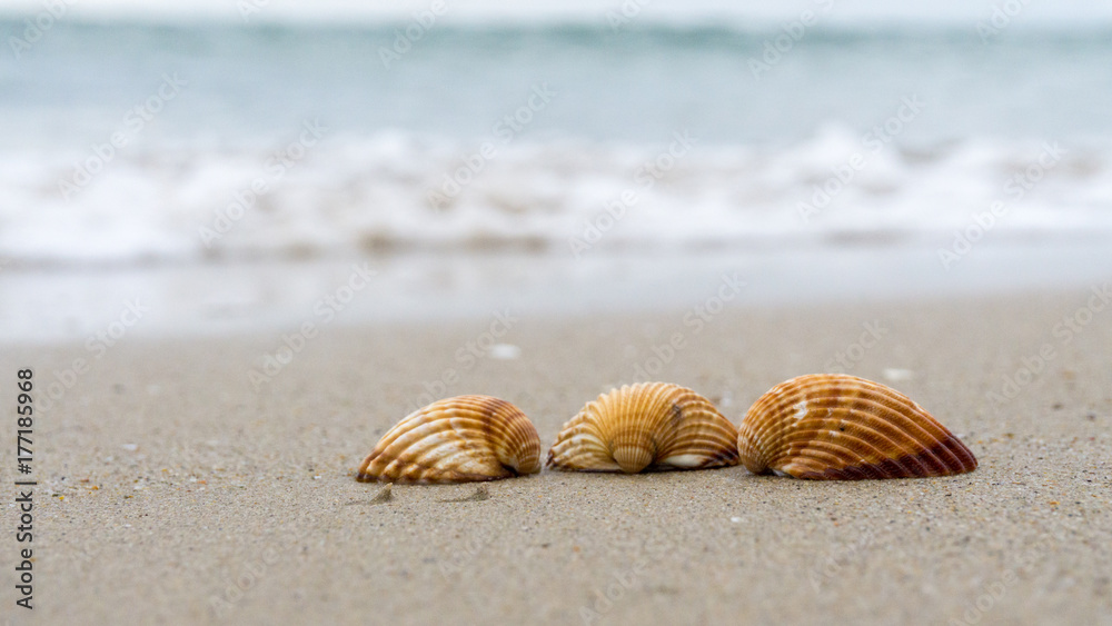 Muscheln am Strand Muscheln am Strand