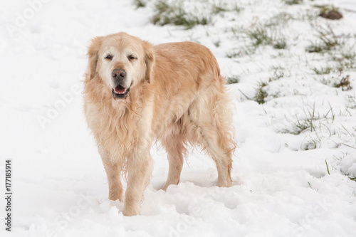 Golden retrievers