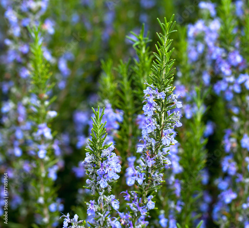 Photo Blossoming rosemary plant