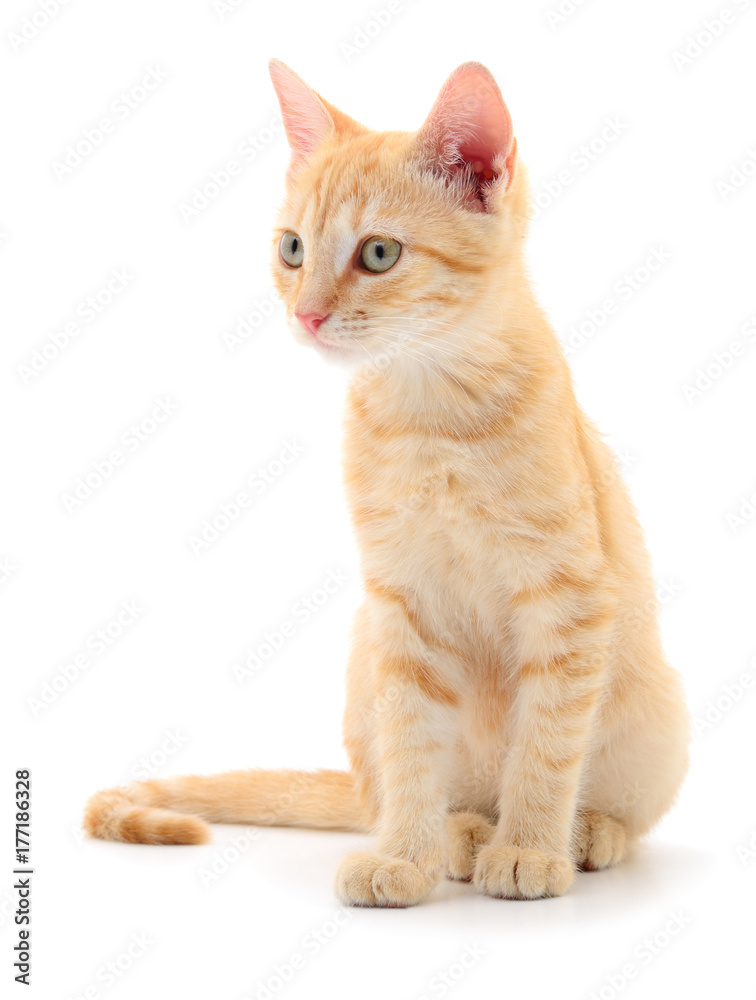 Kitten on white background.