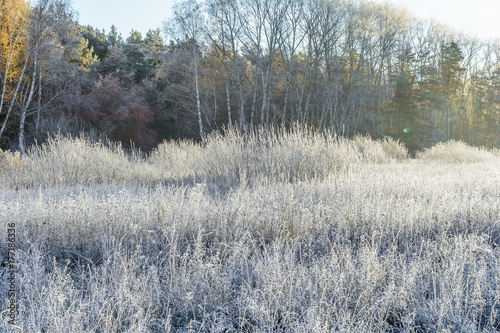 First Frost