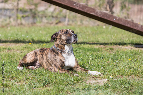 Amstaff