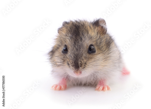 Small domestic hamster.