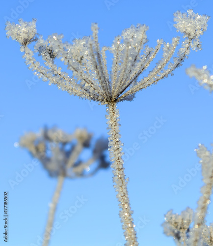 Obraz na płótnie First Frost w salonie