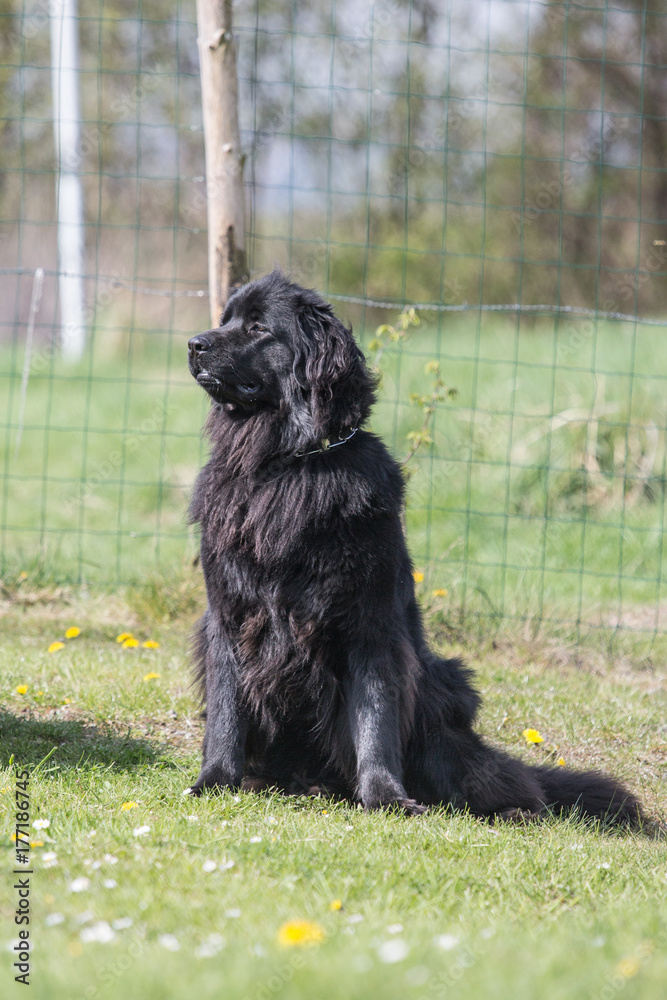 Fototapeta premium Terre neuve