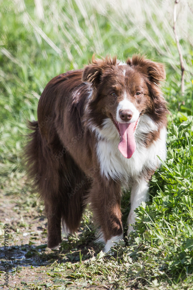 Border collie Border collie