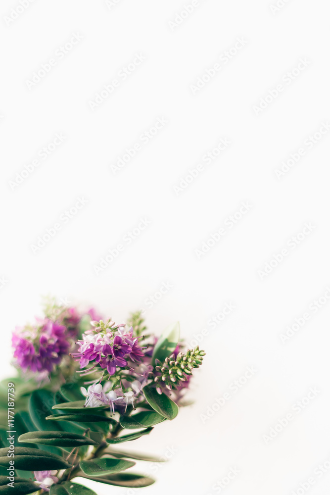 Flowers in the corner Flowers in the corner