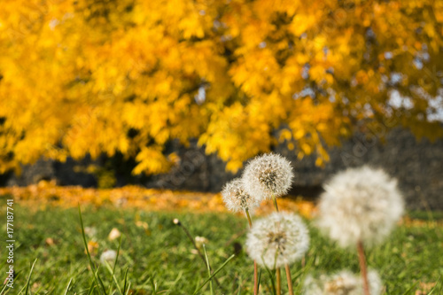 Fototapeta Naklejka Na Ścianę i Meble -  Low angle shot of dandelions in green grass, with yellow leaves from the tree in background