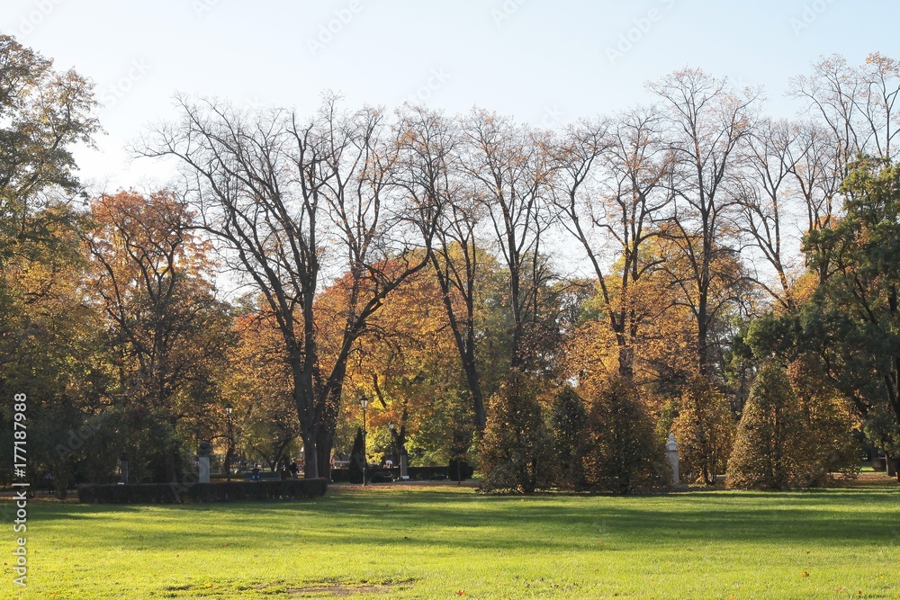 deciduous trees at autumn