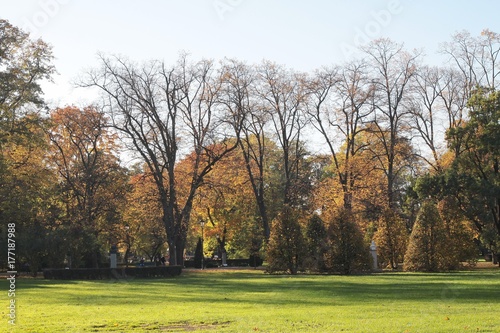 deciduous trees at autumn