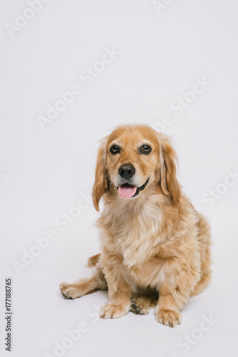Golden puppy on a white backdrop