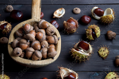 Acorns and chestnuts on brown