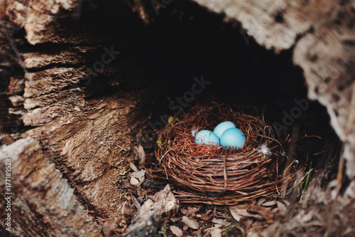 Blue eggs in a bird nest photo