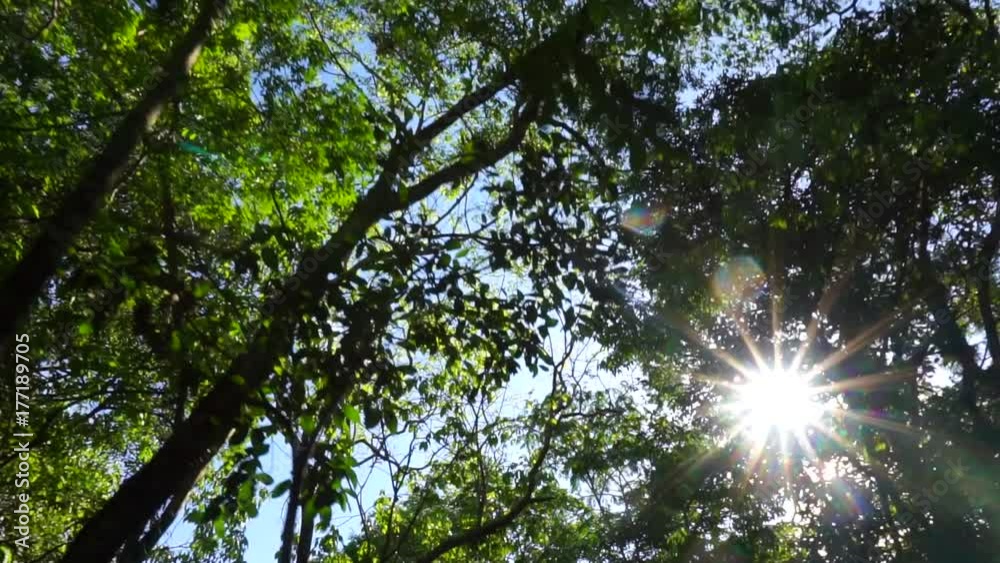 Amazing and beautiful shot of the Amazon rainforest in Brazil Amazing and beautiful shot of the Amazon rainforest in Brazil