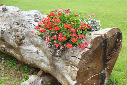 Fototapeta Naklejka Na Ścianę i Meble -  beautiful flowerpot created by a hollow tree with flowers and ge