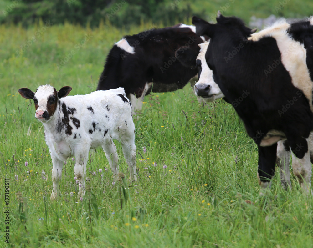white calf black spotted cow grazing with mother white calf black spotted cow grazing with mother