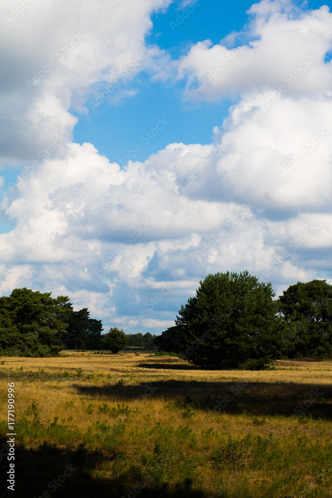 scenic vertical nature heather field with blue sky, clouds and trees in summer scenic vertical nature heather field with blue sky, clouds and trees in summer