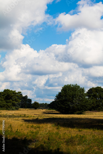 scenic vertical nature heather field with blue sky  clouds and trees in summer