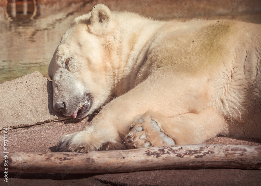 POLAR BEAR POLAR BEAR