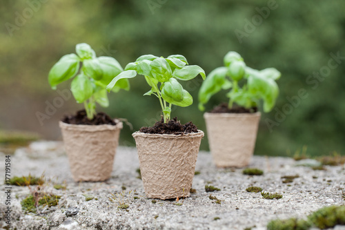 Seedlings growing photo