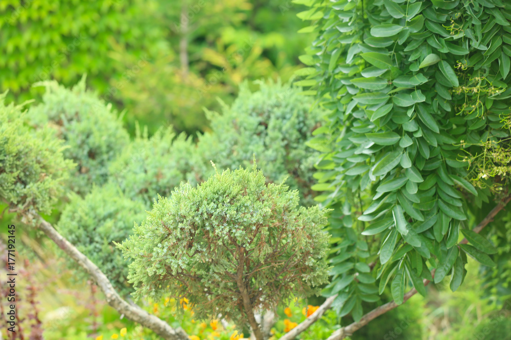 Fototapeta premium Green plants in beautiful garden